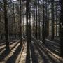 Dingo Road Arboretum - Vulcan State Forest