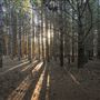 Dingo Road Arboretum - Vulcan State Forest
