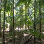 Ardeena - Jungle / Rainforest Private Property