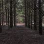 Douglas Fir Stand - Vulcan State Forest