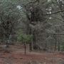 Douglas Fir Stand - Vulcan State Forest