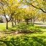 Tamworth