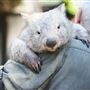 The Australian Reptile Park
