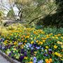 Camelia Gardens