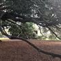 Mick Ryan Park - Big Fig Tree