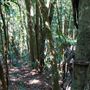 Glengariff Estate Rainforest