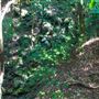 Glengariff Estate Rainforest