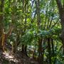 Glengariff Estate Rainforest