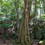 Glengariff Estate Rainforest