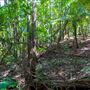 Glengariff Estate Rainforest
