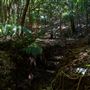 Glengariff Estate Rainforest