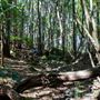 Glengariff Estate Rainforest