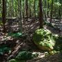 Glengariff Estate Rainforest