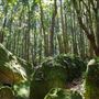 Glengariff Estate Rainforest