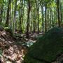 Glengariff Estate Rainforest