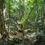 Glengariff Estate Rainforest