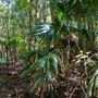 Glengariff Estate Rainforest