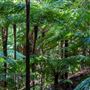 Glengariff Estate Rainforest