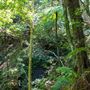 Glengariff Estate Rainforest
