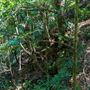 Glengariff Estate Rainforest