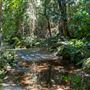 Glengariff Estate Rainforest