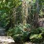 Glengariff Estate Rainforest
