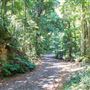 Glengariff Estate Rainforest