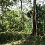 Otford Farm - Jungle Set Build Site