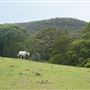 Otford Farm - The Pines Paddock with Jungle Gully