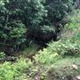Otford Farm - The Pines Paddock with Jungle Gully