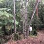 Otford Farm - The Pines Paddock with Jungle Gully