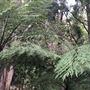 Otford Farm - The Pines Paddock with Jungle Gully