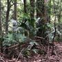 Otford Farm - The Pines Paddock with Jungle Gully
