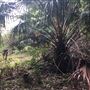 Otford Farm - The Pines Paddock with Jungle Gully