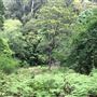 Otford Farm - The Pines Paddock with Jungle Gully