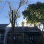 Jersey Road - Woollahra