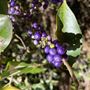 The Australian Botanic Garden Mount Annan