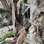 The Rainforest Shed