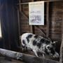 Belgenny Farm
