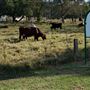 Belgenny Farm