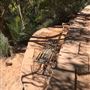 Centennial Glen Walking Track