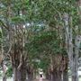 Avenue of Trees