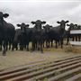 Tocal Farm