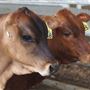 Tocal Farm