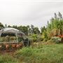 Purple Pear Farm