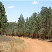 Back Yamma State Forest