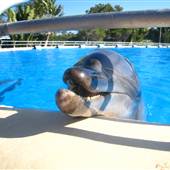 Dolphin Marine Magic