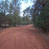 Binya State Forest - Cocoparra National Park