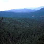 Buccleuch Radiata Pine Plantations - Tumut State Forest