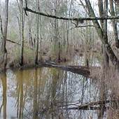 Nambucca Swamp
